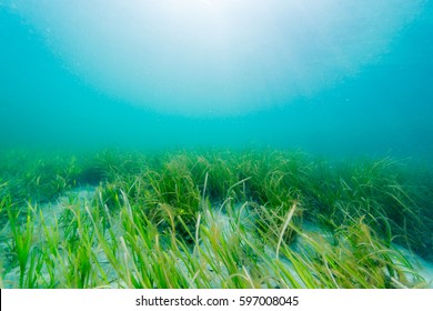 Eelgrass Bed