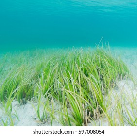 Eelgrass Bed