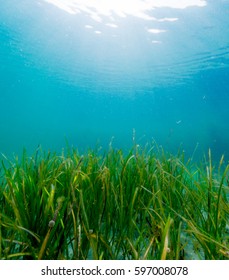 Eelgrass Bed