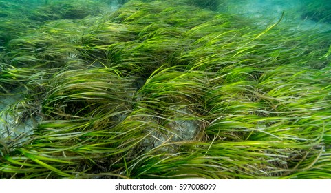 Eelgrass Bed