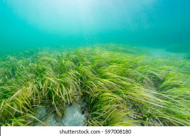 Eelgrass Bed