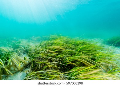 Eelgrass Bed