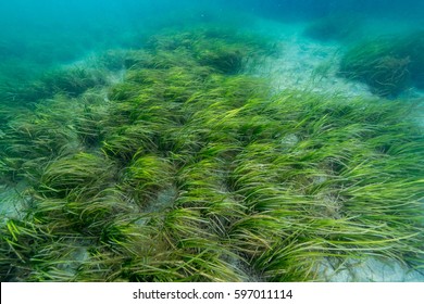 Eelgrass Bed