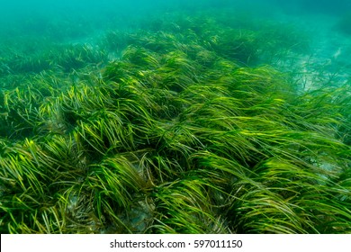 Eelgrass Bed