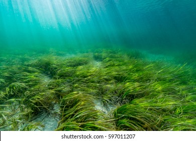 Eelgrass Bed