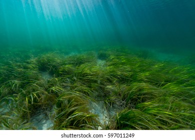 Eelgrass Bed