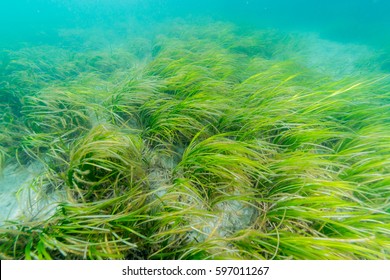 Eelgrass Bed