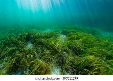 Eelgrass Bed