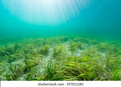 Eelgrass Bed