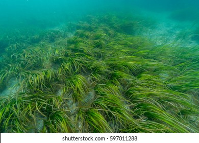 Eelgrass Bed