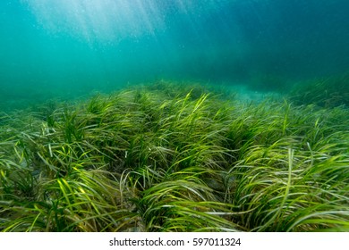 Eelgrass Bed