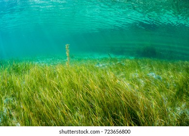 Eelgrass Bed