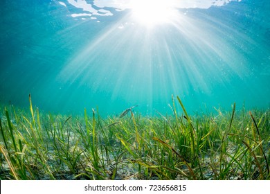 Eelgrass Bed