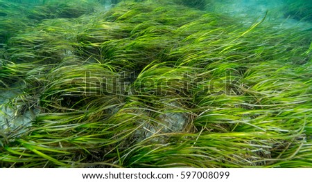 Eelgrass Bed