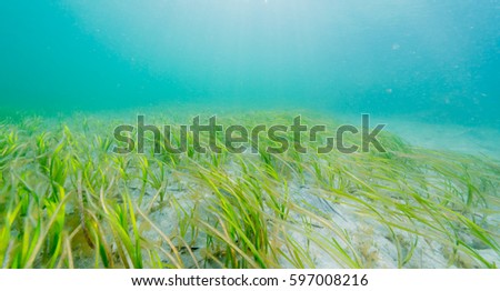 Eelgrass Bed