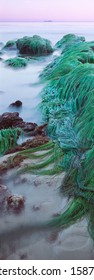 Eelgrass Exposed During An Extreme Low Tide In Santa Barbara, California.