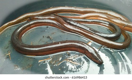 5,233 Eel Fishing Images, Stock Photos & Vectors | Shutterstock