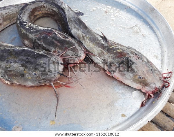 Eeltail Catfish Market Saltwater Fish Species Stock Photo Edit Now 1152818012