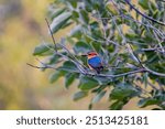 Een kleurrijke ijsvogel zit op een dunne tak, omringd door groene bladeren. De vogel heeft een felblauwe rug en oranje kop, met een onscherpe natuurlijke achtergrond.