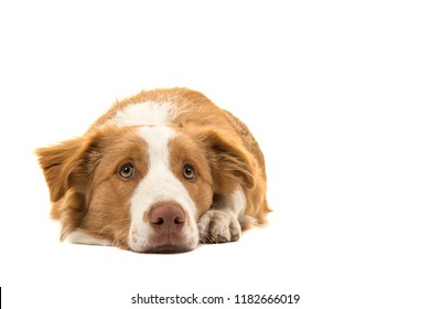 EE-red Border Collie Dog Lying Down Head On The Floor Looking Up On A White Background Seen From The Front