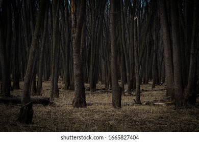 Eerie Dense Forest Covered In A Collection Of Shadows. The Trees Appear Close Together Giving Off A Feeling Of Confinement And Entrapment As Though You Might Not Escape The Dark Woods. 