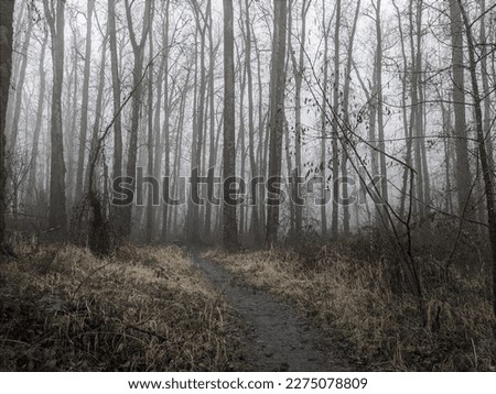 Eerie hiking trail disappears into the mist and forest. Taken on the Sauvie Island Wildlife Area, a public park on Sauvie Island in the Columbia River to the northwest of Portland, Oregon.