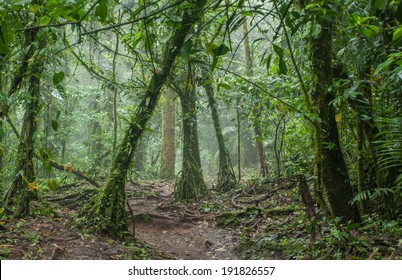 An Eerie Jungle In Costa Rica