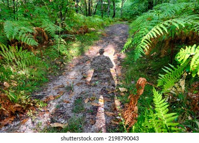 Eerie Picture Of A Shadow Man On A Woodland Path
