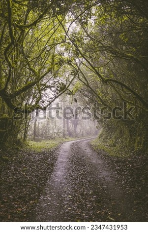 Eerie roadway leading nowhere in the mossy forest Malaysia. Branches intertwine over pathway. Ground covered in fallen leaves. Dark green moss covered trees line two tire tracks bending around corner.