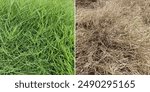 Effect of herbicide on Bermuda grass concept with before and after picture