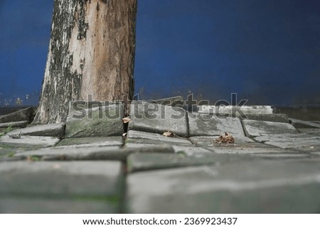 Effect of the roots of a tree breaking and lifting the ground in a park. tree roots damage bricks.  nature takes back what human has taken from it. root of tree growing and damage brick block walkway