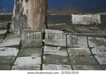 Effect of the roots of a tree breaking and lifting the ground in a park. tree roots damage bricks.  nature takes back what human has taken from it. root of tree growing and damage brick block walkway