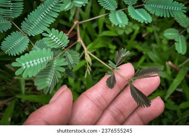Effect of touch of the leaf of Touch-me-not or Mimosa pudica plant folding up in response to touch by a female finger. 