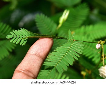 Effect Of Touch On The Leaf Of Mimosa Pudica, Touch-me-not, Sensitive Plant. Top Down View Of Leaflets Folding Up Upon Touch.