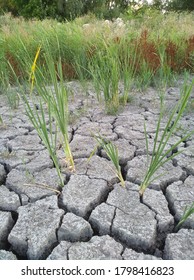 effects of global warming