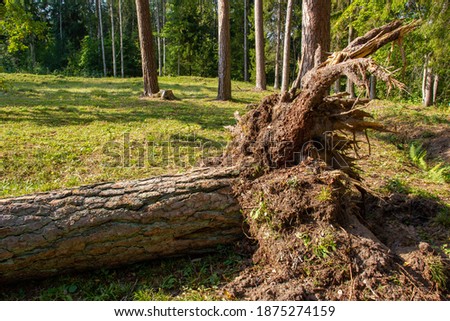 The effects of the storm. A gust of wind has dumped a large pine with roots. 