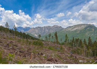 Effects Of A Wind Storm On A Alpine Forest, Monte Resettum, Friuli, Italy. Concept Concerning The Effects Of Climate Change On The Alps