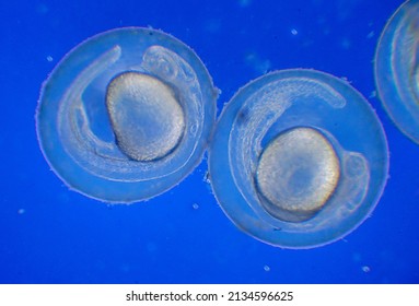 Egg of Brachydanio (danio) rerio - two embryos