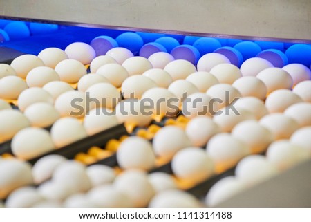 Egg business & Layer process.  Fresh and raw chicken eggs on a conveyor belt, being moved to the packing house. Eggs moving on the production line
