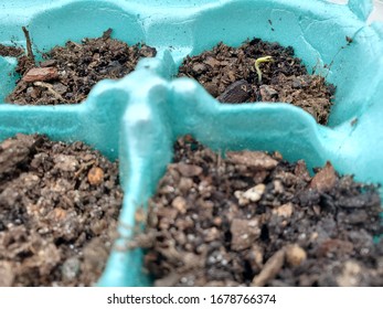 Egg Carton Plant New Life Growth