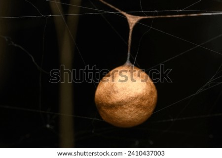 The egg case of a Dung mimic spider (Pasilobus kothigarus) suspended in its web in Satara, a remarkable example of arachnid reproduction.