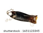 Egg case / mermaids purse of small-spotted catshark / lesser spotted dogfish shark (Scyliorhinus canicula) against white background