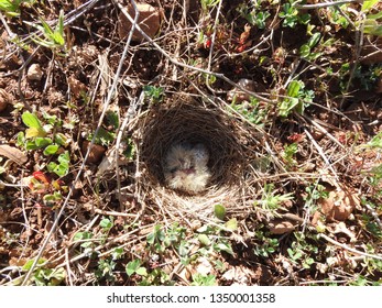 Egg and chicks at desert lark nest -Morocco