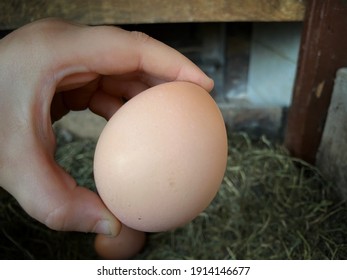 Egg, A Child Is Picking Up The Egg From The Nesting Box Of The Coop While Chicken Is Looking To Child From The Coop Door. Agricultural And Organic Life Concept Photo