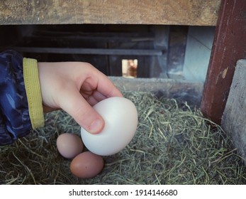 Egg, A Child Is Picking Up The Egg From The Nesting Box Of The Coop While Chicken Is Looking To Child From The Coop Door. Agricultural And Organic Life