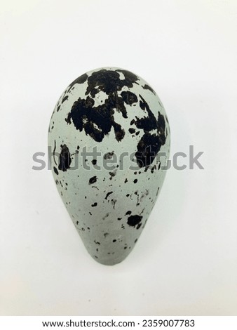 Egg of the common murre against light background