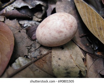 Egg Of Common Pauraque (Nyctidromus Albicollis) Caprimulgidae Family, Simply Laid On The Amazon Rainforest Soil. Brazil