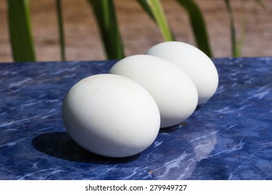 egg of duck
