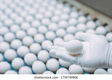 Egg Factory Industry Production