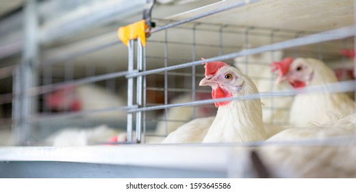 Egg Factory Plant Agriculture Poultry Chicken Farm